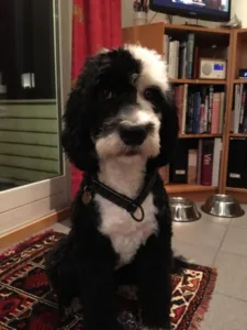 Hund portrett front sort med hvit lugg