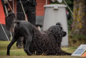 Hund rallylydighet alternativ dekk