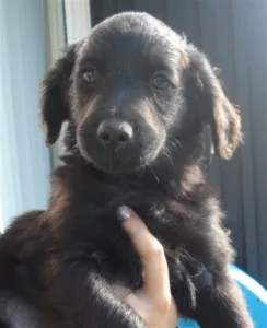 Hund Therese Wigstrand