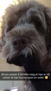 Hund tigger med tekst