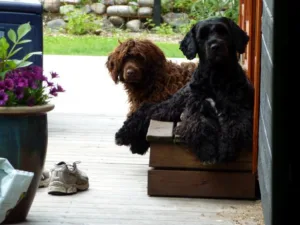 To hunder på trappa