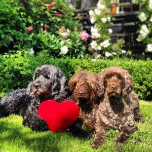 Tre hunder i hagen og hjerte