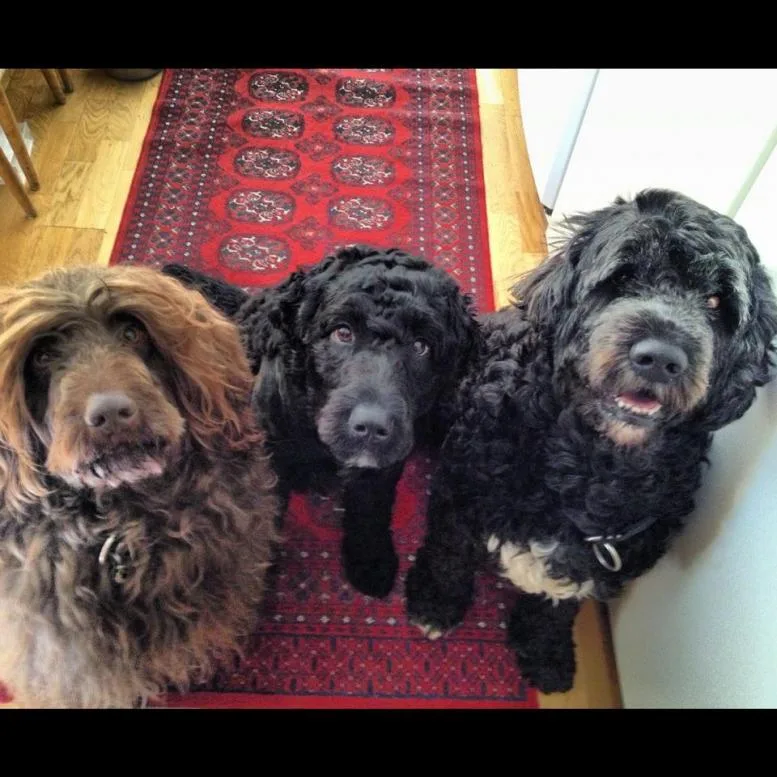 Tre hunder som tigger