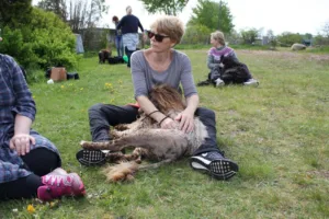 Hund treff avslapning