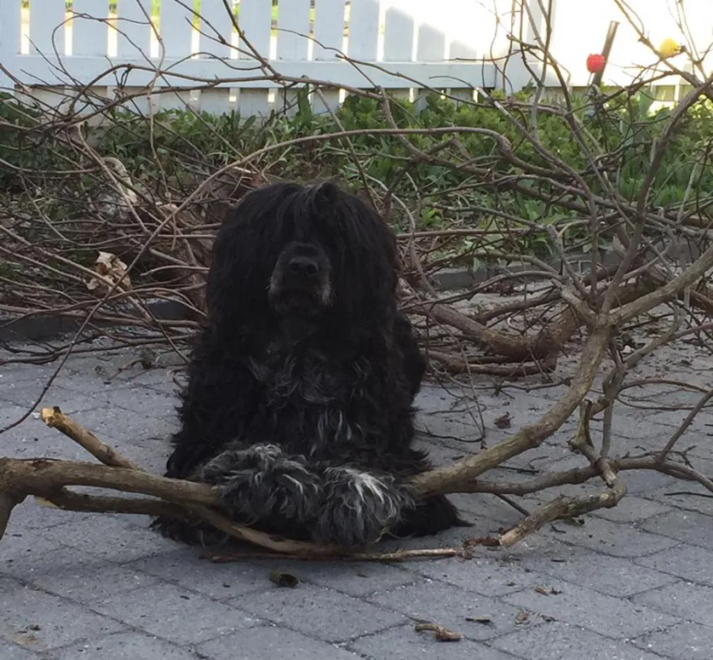 Hund sort med grått