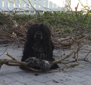 Hund sort med grått