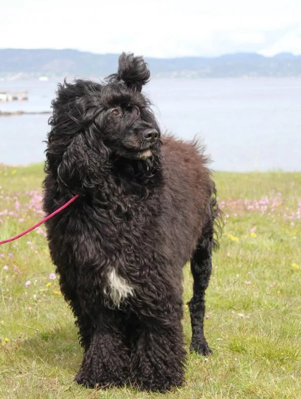 Hund sort forfra Xina