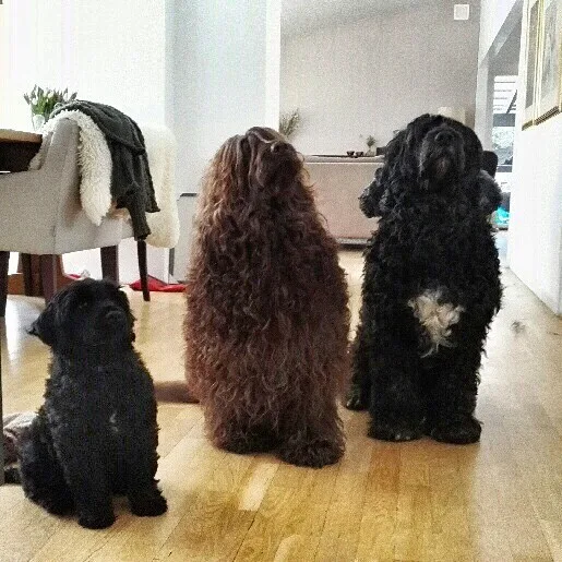 Valp med brun og svart voksen