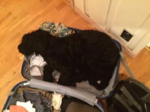 Hund ta meg med i kofferten