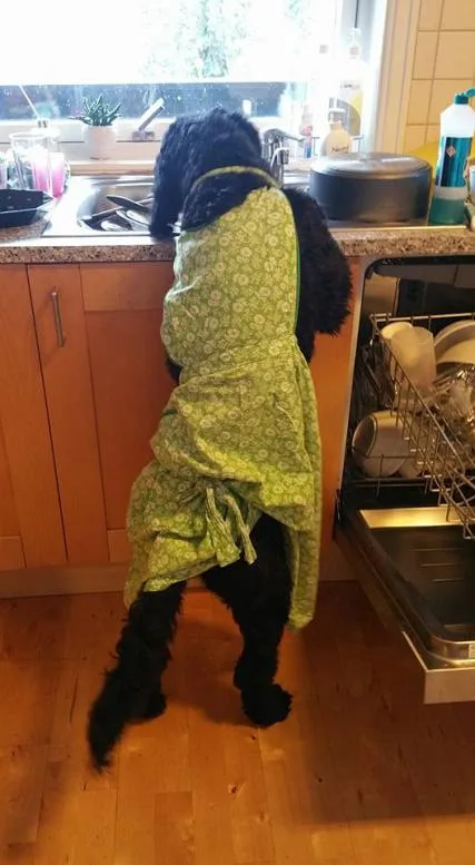 Hund tar oppvasken