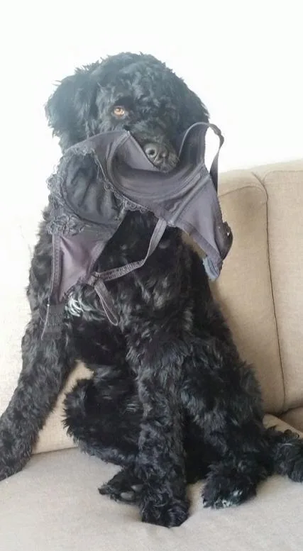 Hund tatt BHn til mor