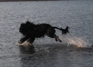 Hund vannbilde flyvende over vann Miro