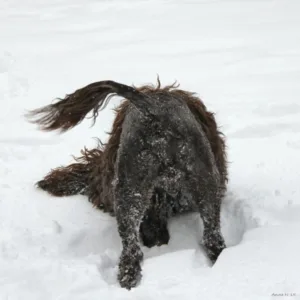 Hund uteaktivitet søk i snø