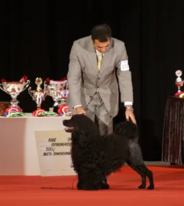 Hund utstilling dansk vinner