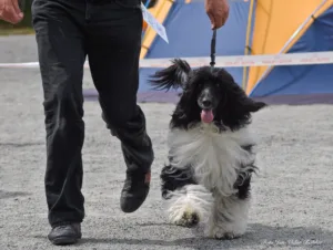 Hund utstilling sort med mye hvitt