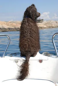 Vannbilde hund i front av båten