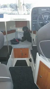 Vannbilde hund i kahytten på ba ten