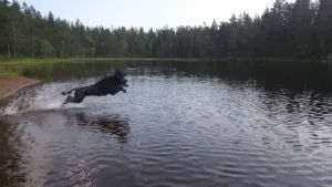 Vannbilde hund spruter ut i vannet