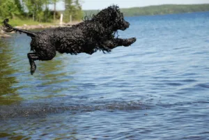 Vannbilde hund hopper i vannet fra en brygge