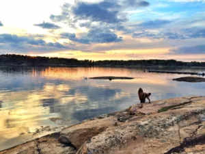 Vannbilde hund i solnedgang