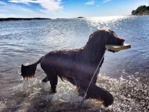 Vannbilde hund med apport opp av vannet