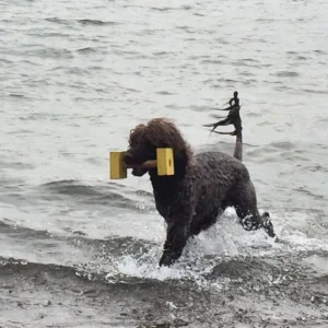 Vannbilde hund med bukk opp av vannet