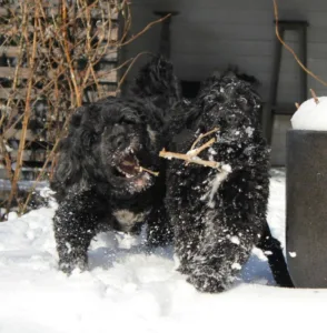 Valp og hund lek i snøen