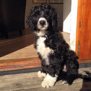 Valp sort og hvit jalapenjo