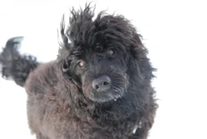 Valp sort titter opp