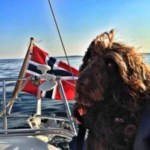 Hund vannbilde i seilbåten med flagg