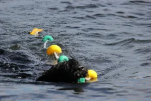 Hund vannbilde Linda nivå to