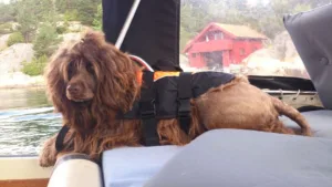 Hund vannbilde båt ligger i putene