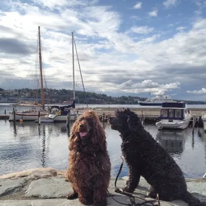 Hund vannbilde brun og sort i marinæn