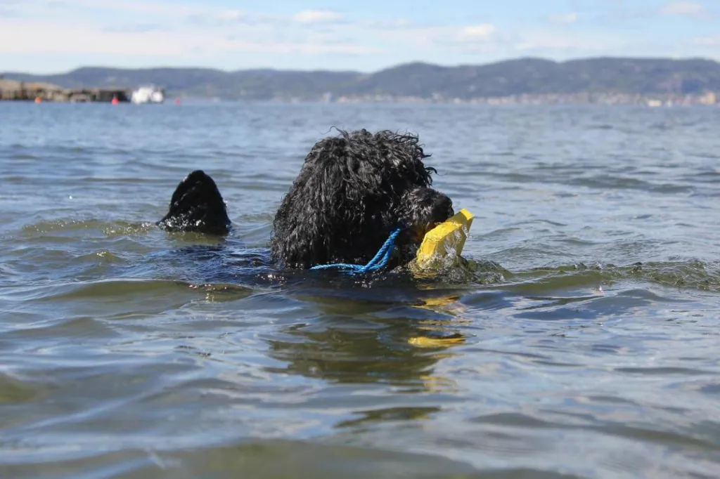 Hund vannbilde henter apporten med kroller