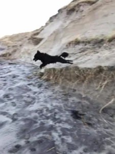 Hund vannbilde hopper fra siden