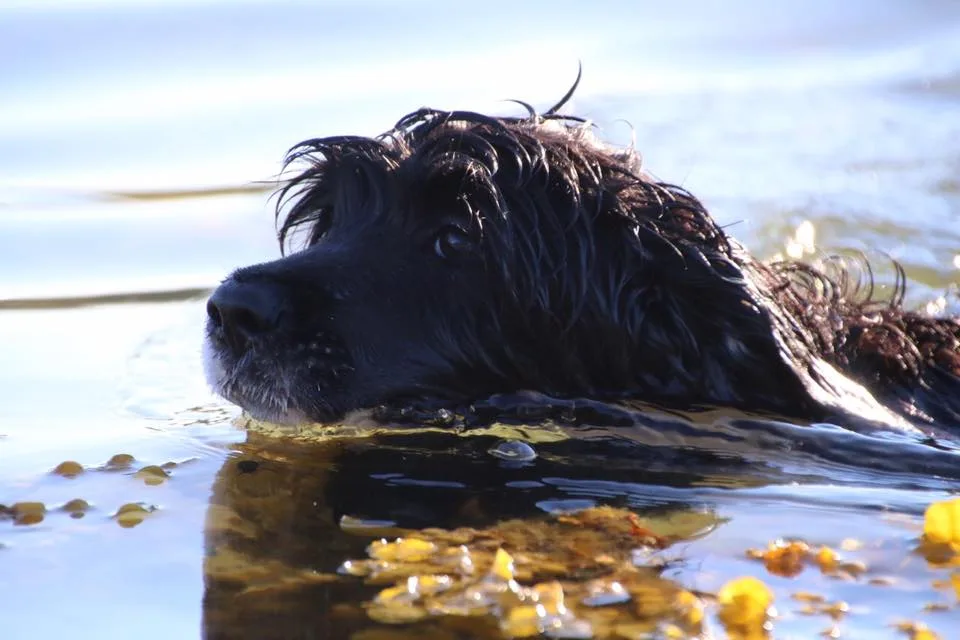 Hund vannbilde svømmer hode