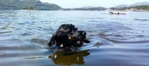 Hund vannbilde svømmer i fjord