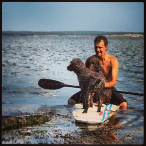 Vannbilde to hunder på surfebrett