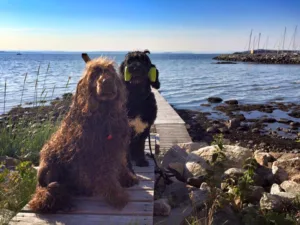 Hund vannbilde to ved bryggen sittende