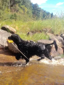 Hund vannbilde trekker apporten