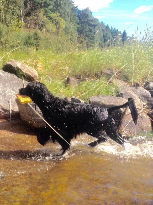 Hund vannbilde trekker apporten