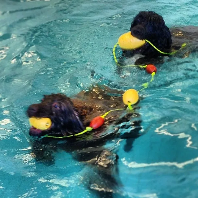 Hund vannbilde samarbeid