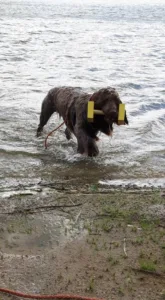 Hund vannbilde høyt bilde
