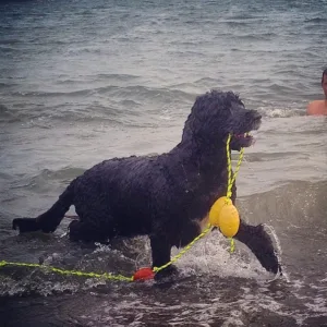 Vannbilde hund ut av vann med nett tau Miro