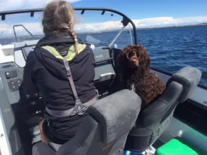 Hund vannbilde i motorbåt sitter