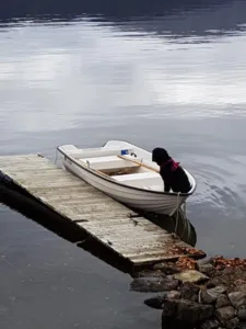 Hund vannbilde vil at noen skal komme ned i båten