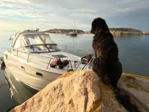 Hund vannbilde vokter motorbåten