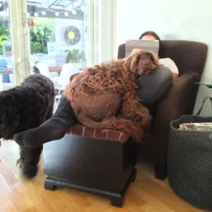 Hund vil ligge på fanget uansett
