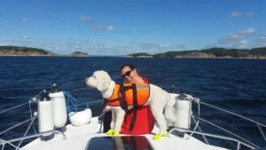 Hund vannbilde på båt hvit portis