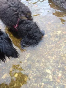 Hund vannbilde på høykant hodet i vannet sett ovenfra